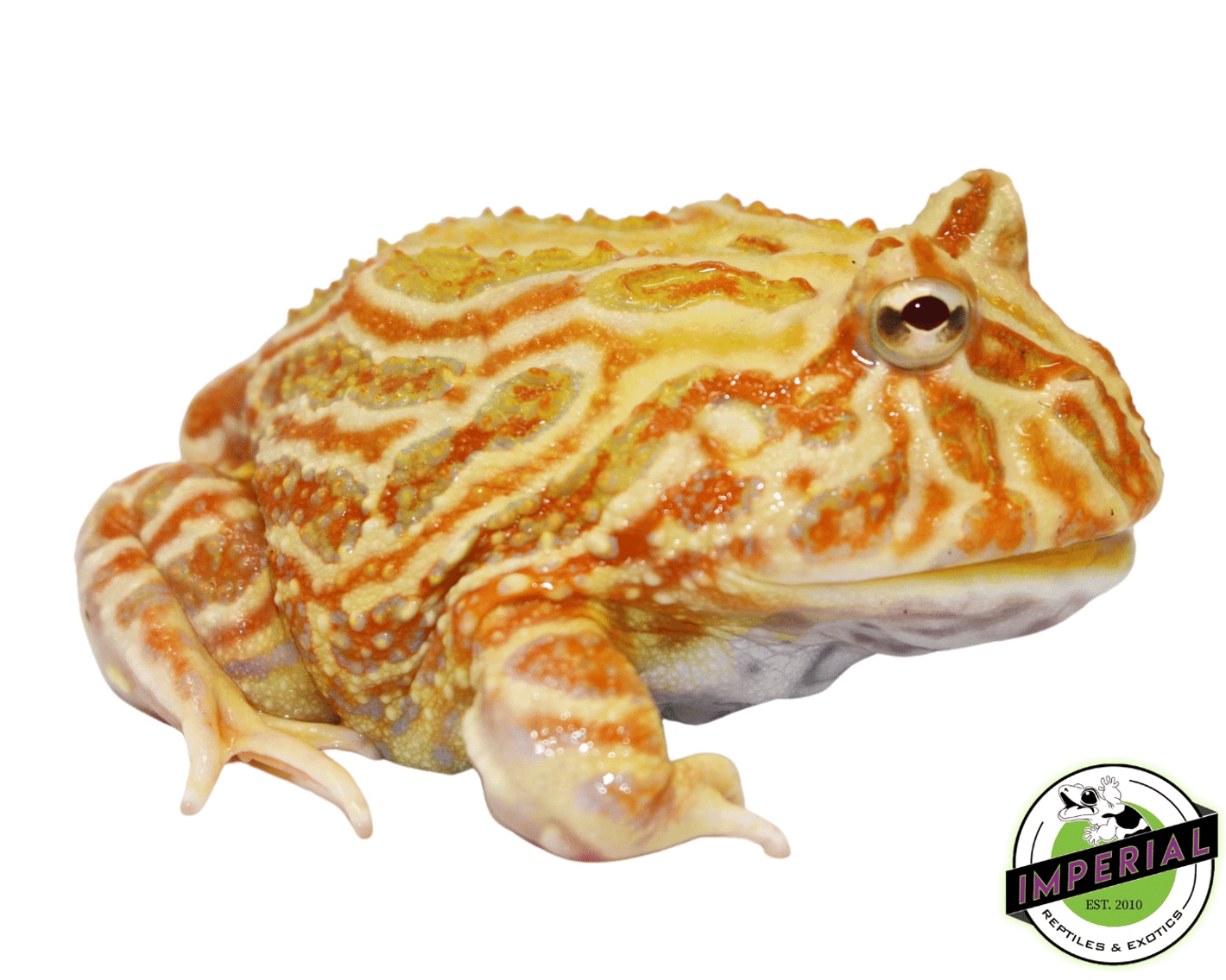 Pineapple pacman deals frog